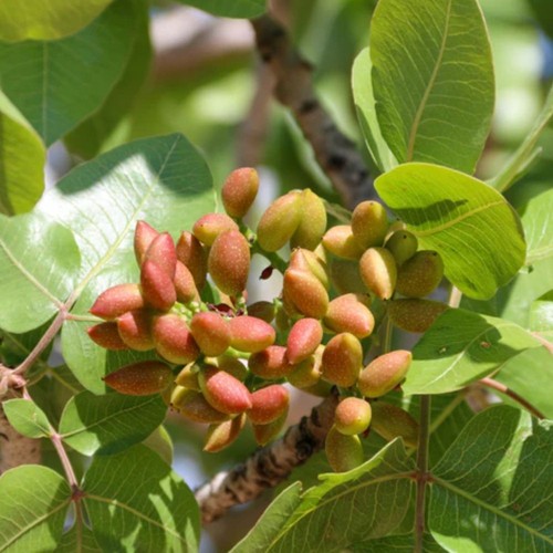 Piante pistacchio - 3,