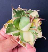 RARE! AGAVE TITANOTA "CAESAR"