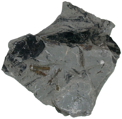 Trias pterophyllum jaegeri - trias,