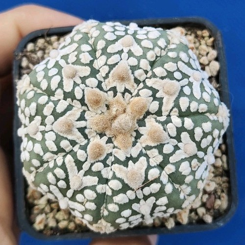 Astrophytum asterias type - astrophytum,