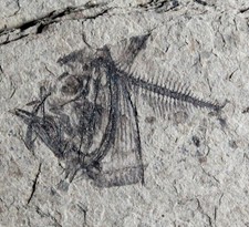Argyropelecus cosmovicii - ,