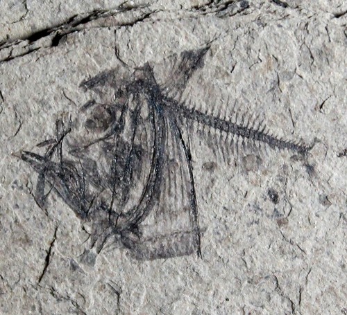 Argyropelecus cosmovicii - ,