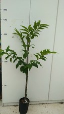 Pianta castagno albero - di,