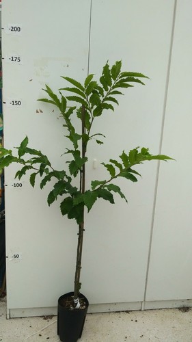 Pianta castagno albero - pianta, di