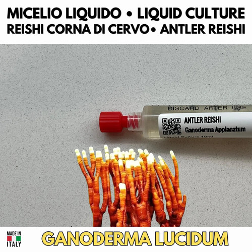 Cultura liquida antler reishi - antler,