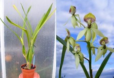 Encyclia lancifolia
