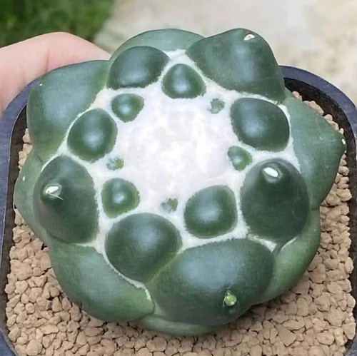 Coryphantha elep tanshi - elep.,