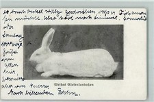 13241106 - Coniglio gigante