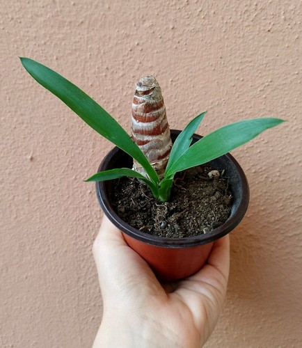 Palmettina yucca aloifolia - yucca,