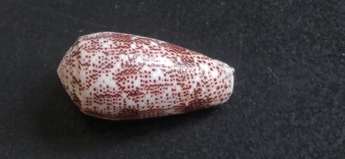 Conchiglia shell conus - conchiglia,