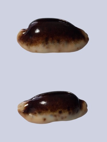 Cypraea caurica - , f