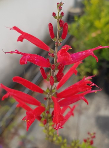Salvia elegans sauge ananas - elegans,