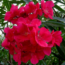 OLEANDRO ROSSO DOPPIO
