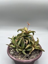 Pianta Di Aloe Castillonae