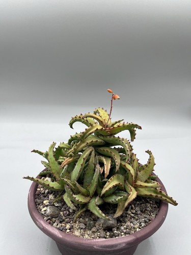 Pianta aloe castillonae - pianta, di