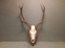  Trofeo Corna Di Cervo Con