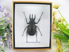 Three-horned Rhinoceros Beetle