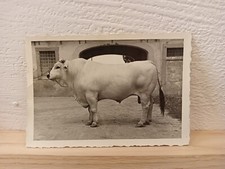 Toro di razza chianina tenuta di Santa Caterina Cortona Italia giugno 1949 foto