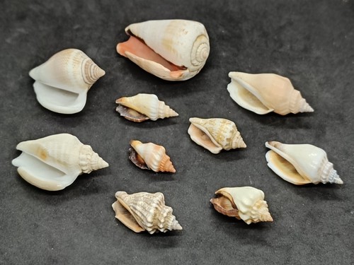 Collezione lotto conchiglie - collezione,