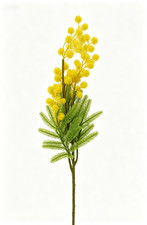 Eleganti Fiori di Acacia in