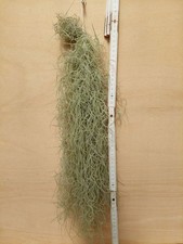 Tillandsia usneoides rilegato - tillandsia, usneoides,