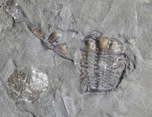 Ceraurus pleurexanthemus