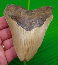 Dente di squalo megalodonte