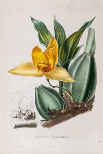 Orchidea lycaste balsamea - lycaste,