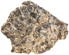 Panca terebratrice Trias con Coenothyris vulgaris & Hoernesia pozzanghera nera KE35-1