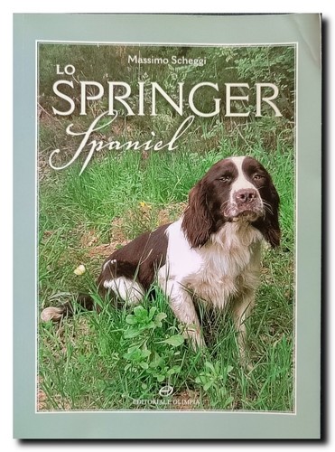 Massimo scheggi springer - scheggi, lo