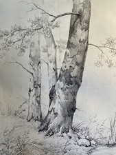 Bellissimo Incisione Albero