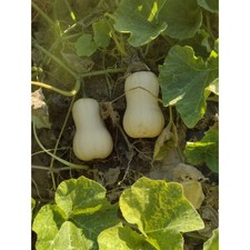 30 kg Zucche Butternut / zucca