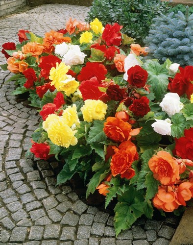 Begonia seёds mix - seёds,,