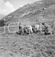 1954 TEMÙ (BS) Contadine arano il campo con un giogo di buoi NEGATIVO ORIGINALE