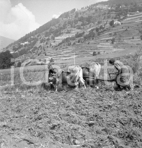 1954 temù contadine - temÙ,