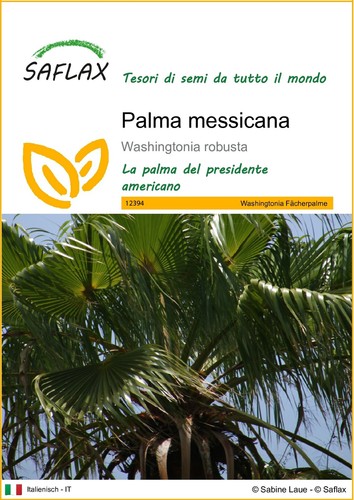 Saflax palma messicana - palma,