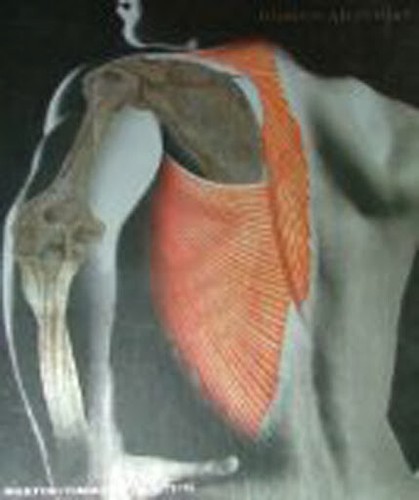 Human anatomy frederic - anatomy, by