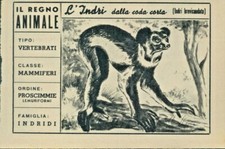 R@R@ FIGURINA DEL REGNO