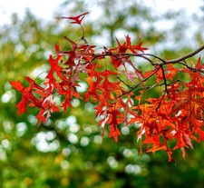 Quercus rubra - Rovere Rosso | Rovere Rosso Nord