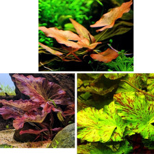 Pianta per acquario Nymphaea