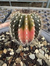 Pianta succulenta cactus