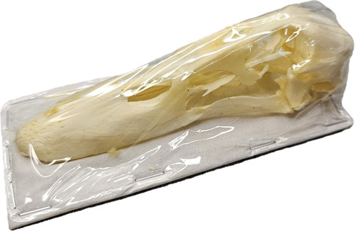 Scheletro osso anas - osso:,