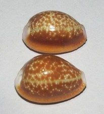 Pezzi cypraea helvola - 2,