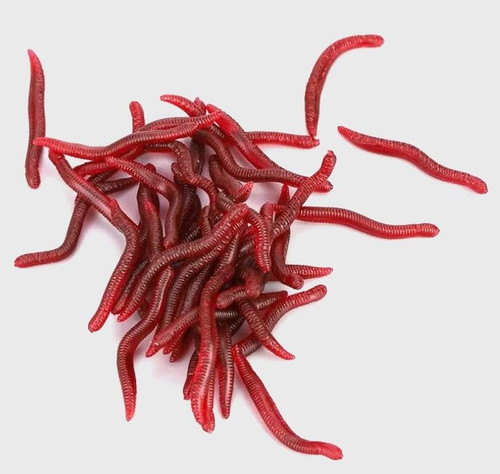 Worms per pesca esche - la,