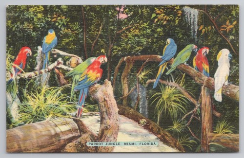 Cartolina pappagallo giungla - pappagallo, a