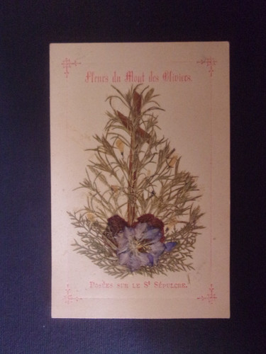 Santino con fiori - fiori, terra