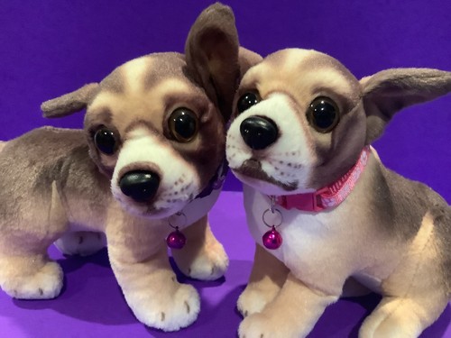 Chihuahua puppies with - chihuahua,