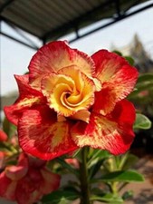 Semi adenium obesum - semi,