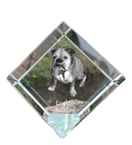 Bulldog inglese - bulldog,,