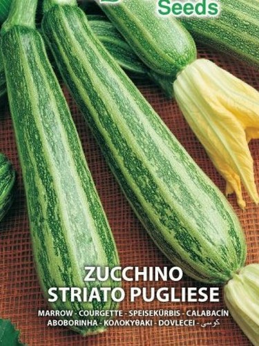 Semi zucchino striato - 30,